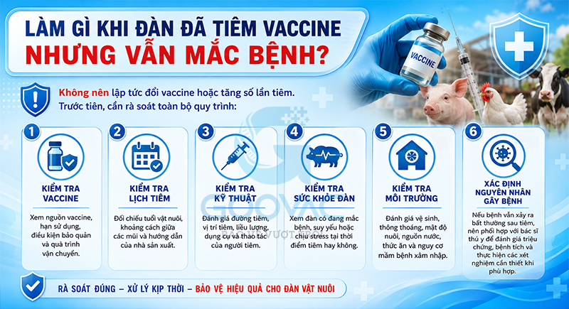 Làm gì khi đàn đã tiêm vaccine nhưng vẫn mắc bệnh?
