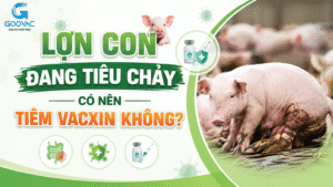 Lợn con đang tiêu chảy có nên tiêm vacxin không?