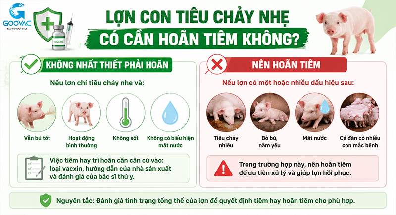 Lợn con tiêu chảy nhẹ có cần hoãn tiêm không?