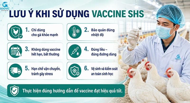 Lưu ý khi sử dụng vaccine SHS cho gà