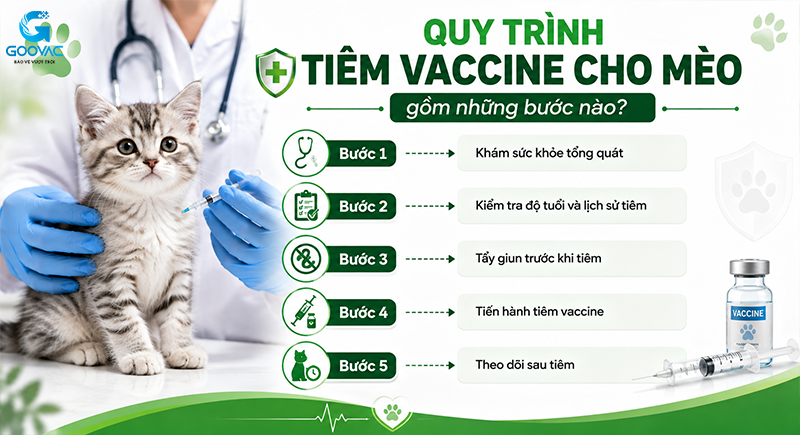 Quy trình tiêm vaccine cho mèo gồm những bước nào?