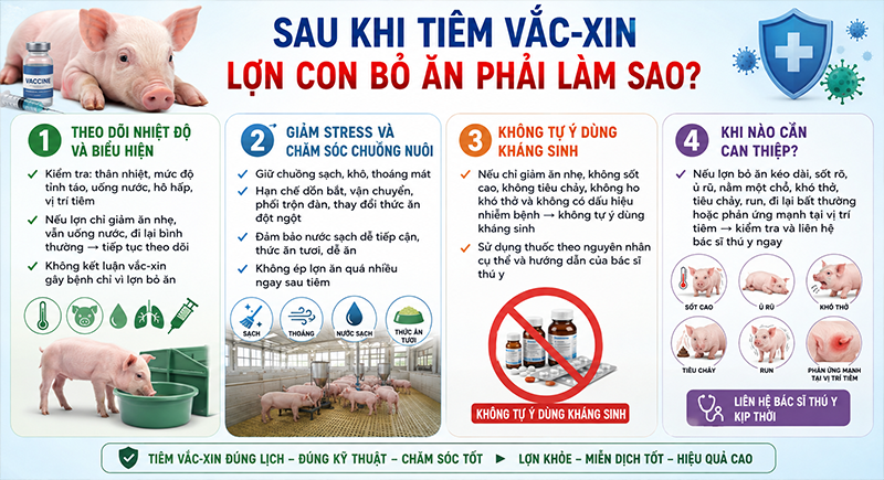 Sau khi tiêm vắc-xin lợn con bỏ ăn phải làm sao?