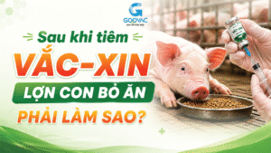 Sau khi tiêm vắc-xin lợn con bỏ ăn phải làm sao?
