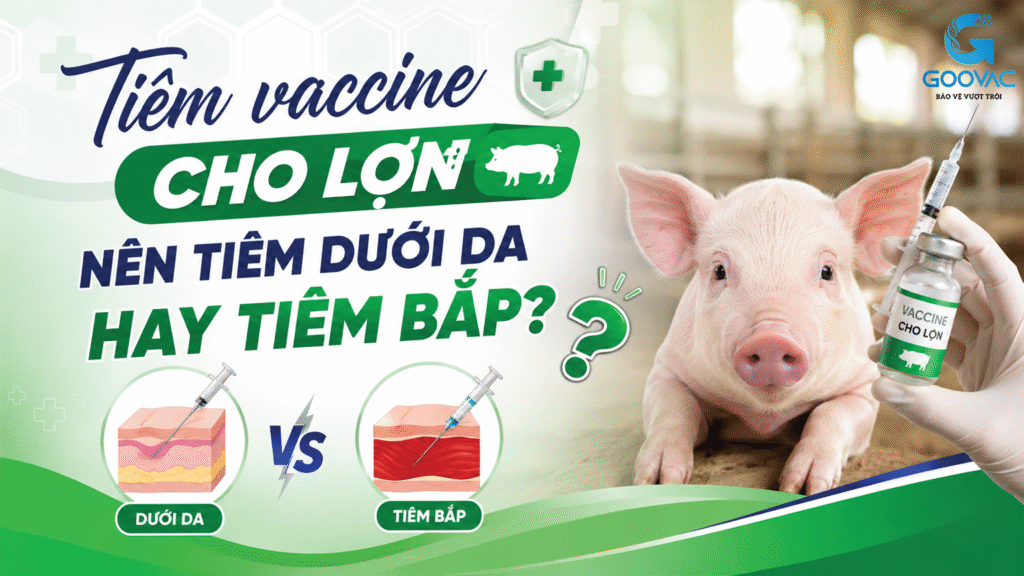Tiêm vaccine cho lợn nên tiêm dưới da hay tiêm bắp?