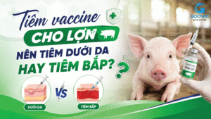 Tiêm vaccine cho lợn nên tiêm dưới da hay tiêm bắp?