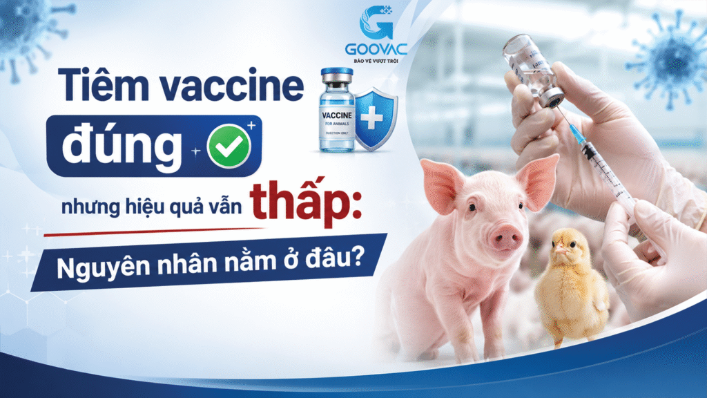 Tiêm vaccine đúng nhưng hiệu quả vẫn thấp: Nguyên nhân nằm ở đâu?