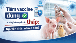 Tiêm vaccine đúng nhưng hiệu quả vẫn thấp: Nguyên nhân nằm ở đâu?