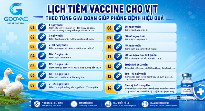 tiêm vaccine cho vịt