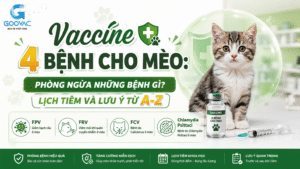 Vaccine 4 bệnh cho mèo: Phòng ngừa những bệnh gì? Lịch tiêm và lưu ý từ A-Z
