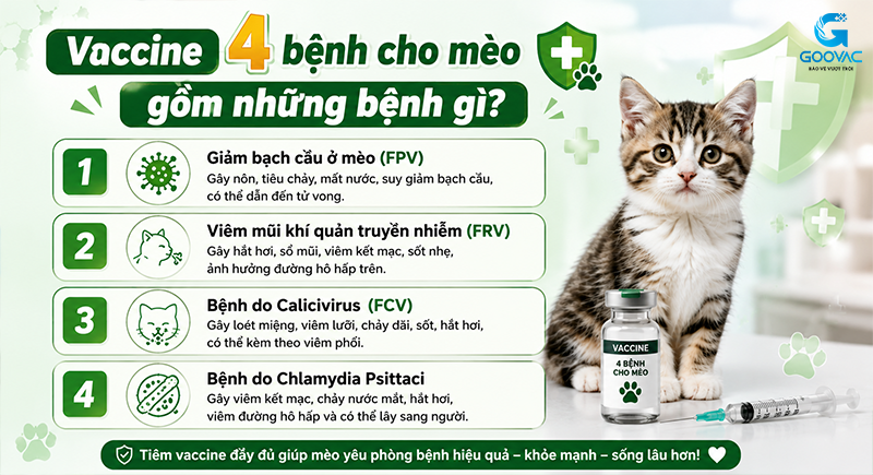 Vaccine 4 bệnh cho mèo gồm những bệnh gì?