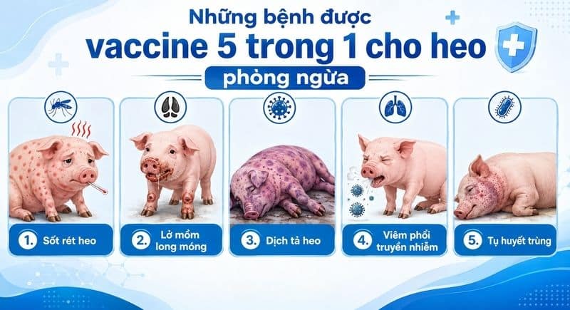 vaccine 5 trong 1 cho heo
