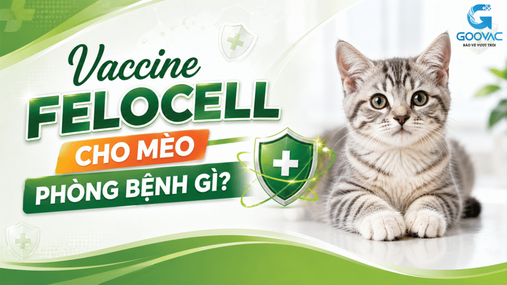 Vaccine Felocell cho mèo phòng bệnh gì?