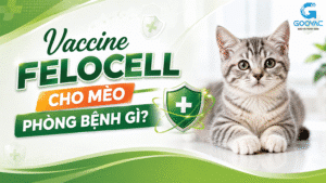 Vaccine Felocell cho mèo phòng bệnh gì?