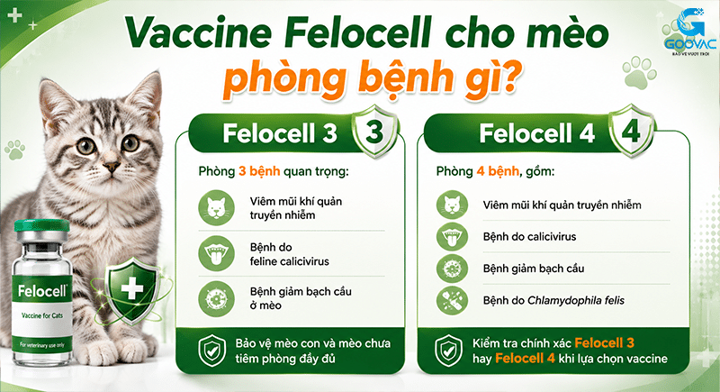 Vaccine Felocell cho mèo phòng bệnh gì?