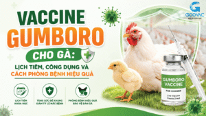 Vaccine Gumboro cho gà: Lịch tiêm, công dụng và cách phòng bệnh hiệu quả