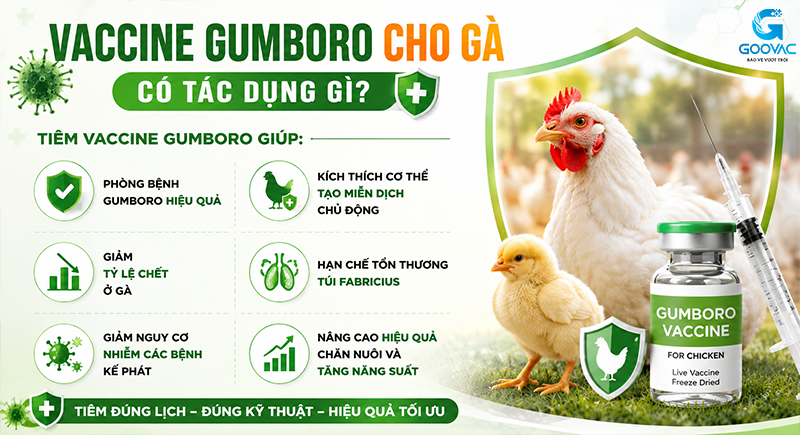 Vaccine Gumboro cho gà có tác dụng gì?