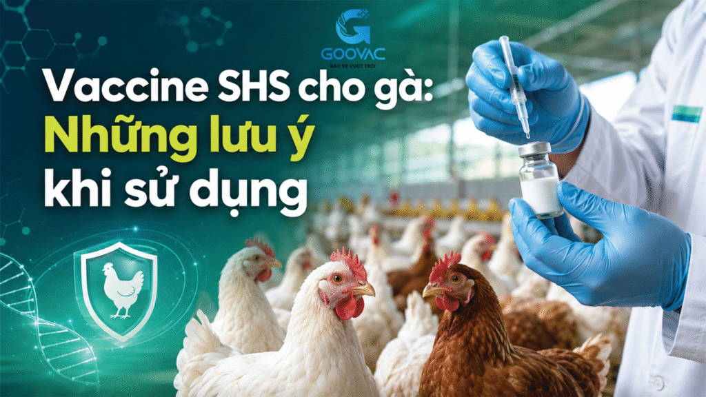Vaccine SHS cho gà