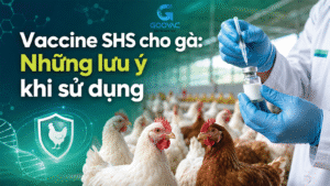 Vaccine SHS cho gà