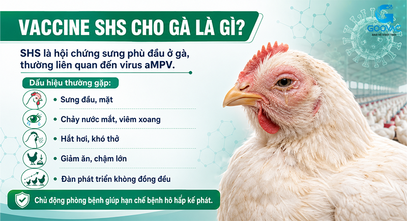 Vaccine SHS cho gà là gì?