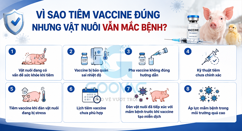 Vì sao tiêm vaccine đúng nhưng vật nuôi vẫn mắc bệnh?