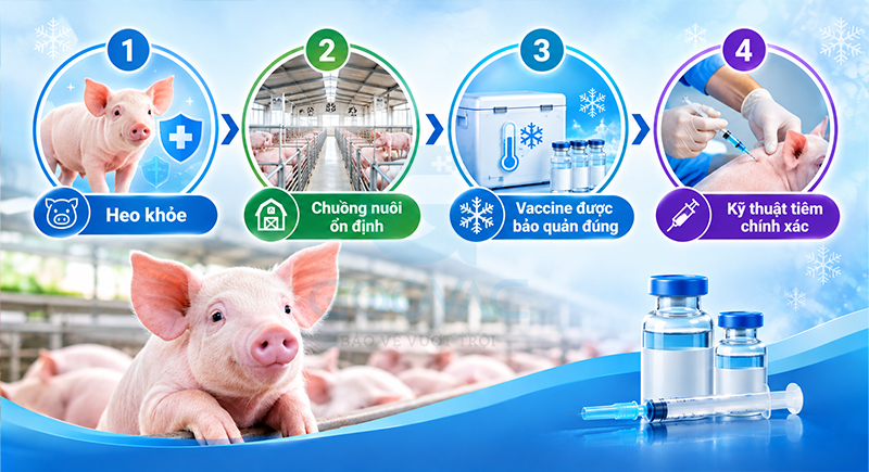 4 yếu tố quyết định hiệu quả tiêm vaccine cho heo mùa lạnh