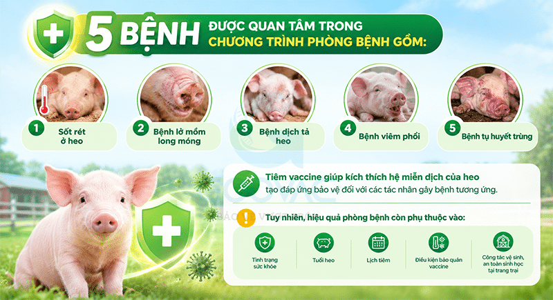 Vaccine 5 bệnh cho heo phòng những bệnh nào?