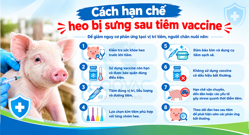Cách hạn chế heo bị sưng sau tiêm vaccine