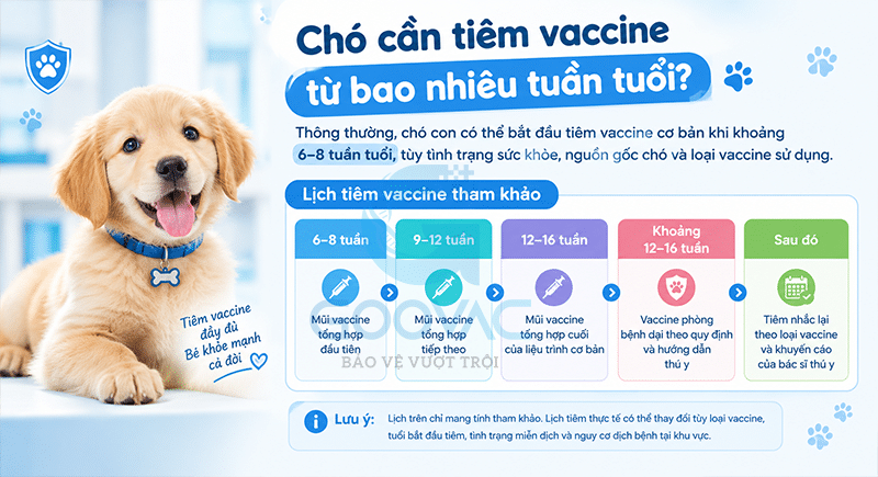 Chó cần tiêm vaccine từ bao nhiêu tuần tuổi?