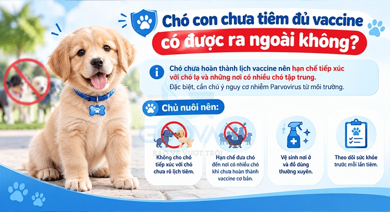 Chó con chưa tiêm đủ vaccine có được ra ngoài không?