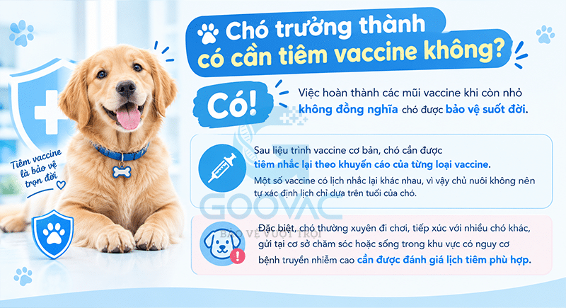 Chó trưởng thành có cần tiêm vaccine không? 