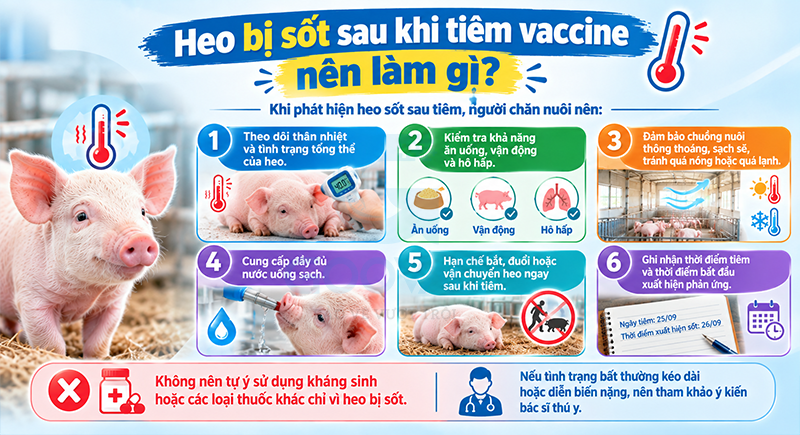 Heo bị sốt sau khi tiêm vaccine nên làm gì?
