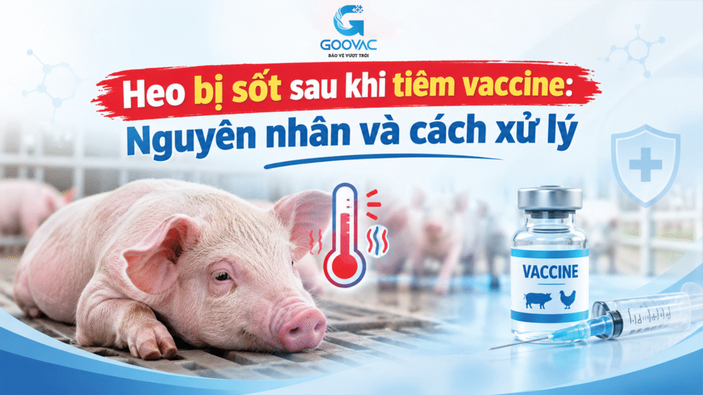 Heo bị sốt sau khi tiêm vaccine: Nguyên nhân và cách xử lý