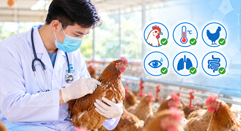 Kiểm tra sức khỏe đàn gà trước khi tiêm vaccine