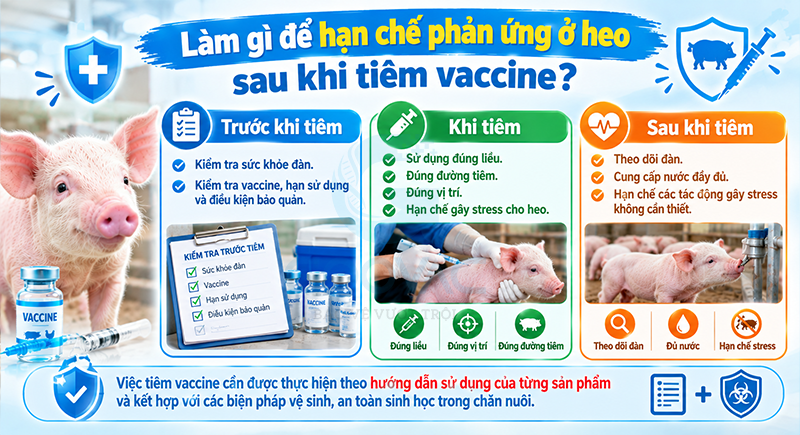 Làm gì để hạn chế phản ứng ở heo sau khi tiêm vaccine?