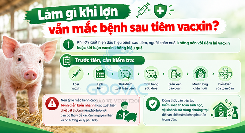 Làm gì khi lợn vẫn mắc bệnh sau tiêm vacxin?