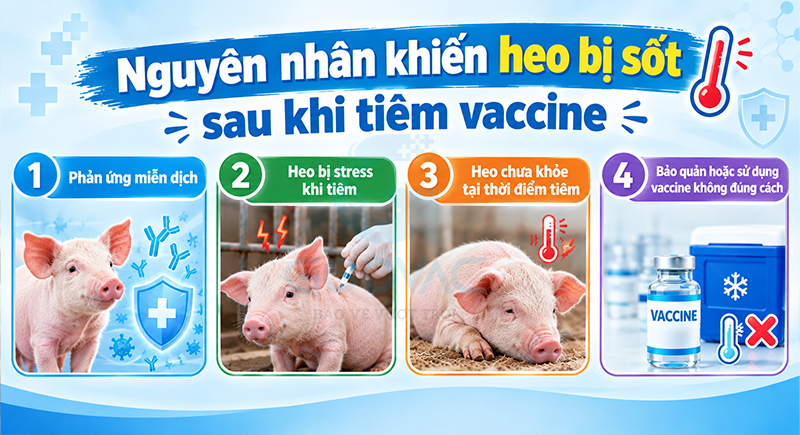 Nguyên nhân khiến heo bị sốt sau khi tiêm vaccine