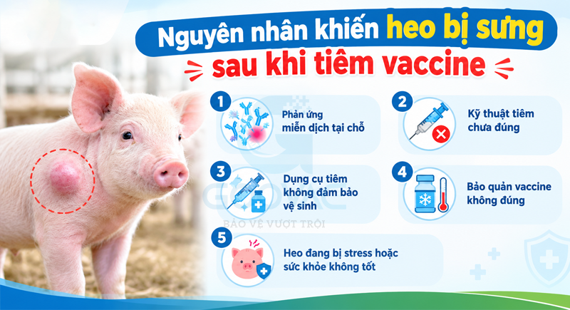 Nguyên nhân khiến heo bị sưng sau khi tiêm vaccine