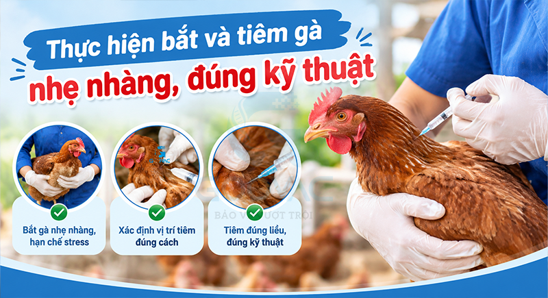 Thực hiện bắt và tiêm gà nhẹ nhàng, đúng kỹ thuật