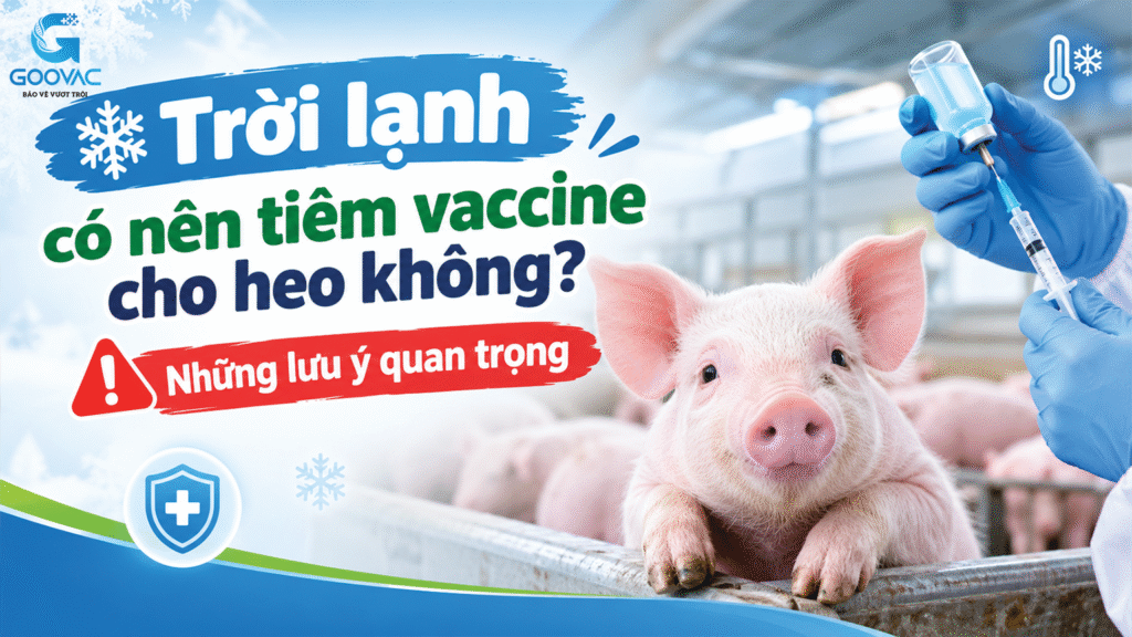 Trời lạnh có nên tiêm vaccine cho heo không?