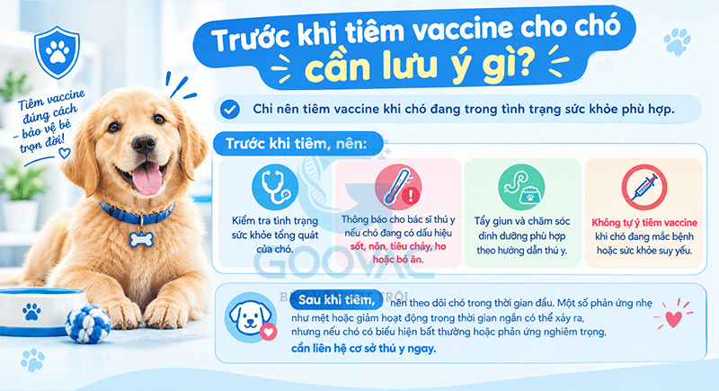 Trước khi tiêm vaccine cho chó cần lưu ý gì? 