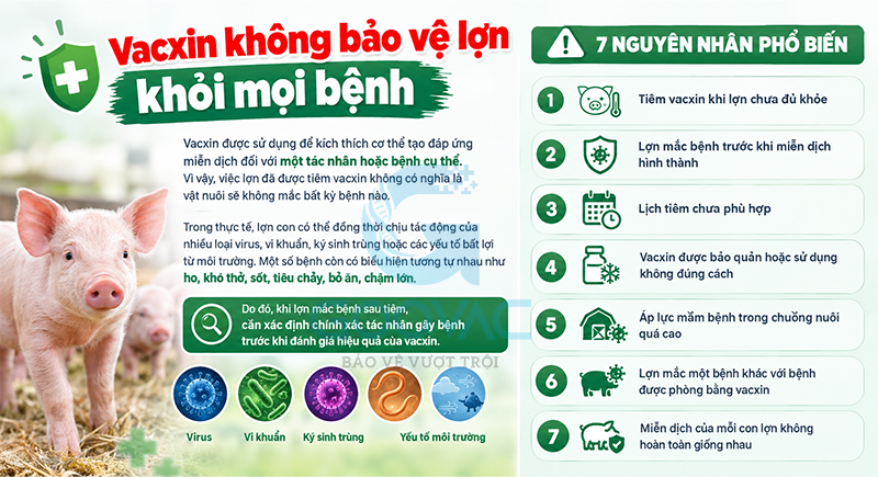 Vacxin không bảo vệ lợn khỏi mọi bệnh