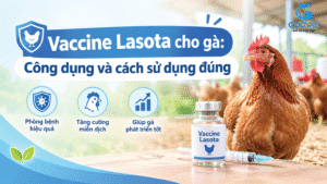 Vaccine Lasota cho gà: Công dụng và cách sử dụng
