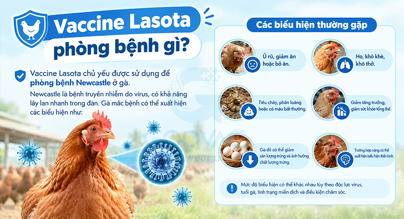 Vaccine Lasota phòng bệnh gì?