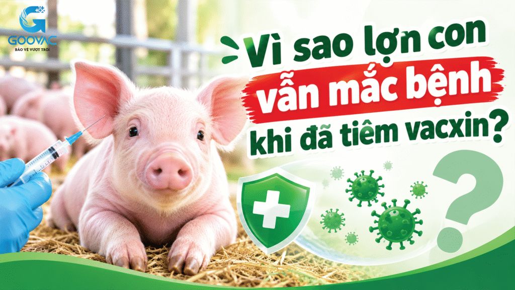 Vì sao lợn con tiêm vaccine vẫn mắc bệnh