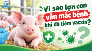 Vì sao lợn con tiêm vaccine vẫn mắc bệnh