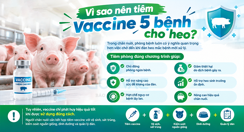Vì sao nên tiêm vaccine 5 bệnh cho heo?