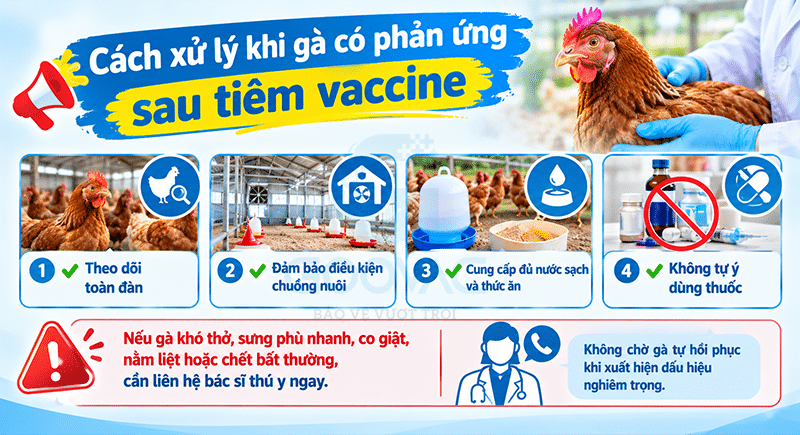 Cách xử lý khi gà có phản ứng sau tiêm vaccine