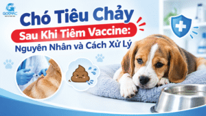 Chó tiêu chảy sau khi tiêm vaccine: nguyên nhân và cách xử lý