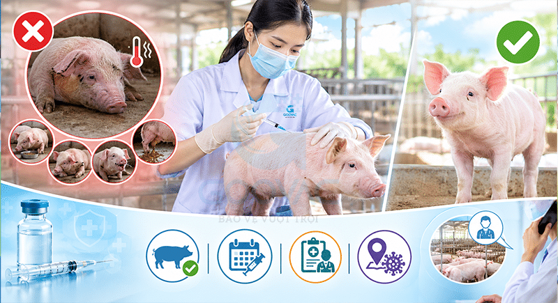 Có nên đợi heo xuất hiện triệu chứng mới tiêm vaccine?