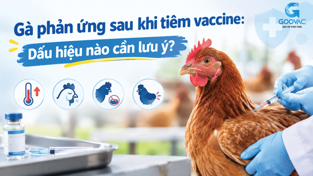 Gà phản ứng sau khi tiêm vaccine: Dấu hiệu nào cần lưu ý?